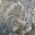 草鱼