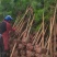 4公分湿地松，田苗，土球质量好，大量供应
