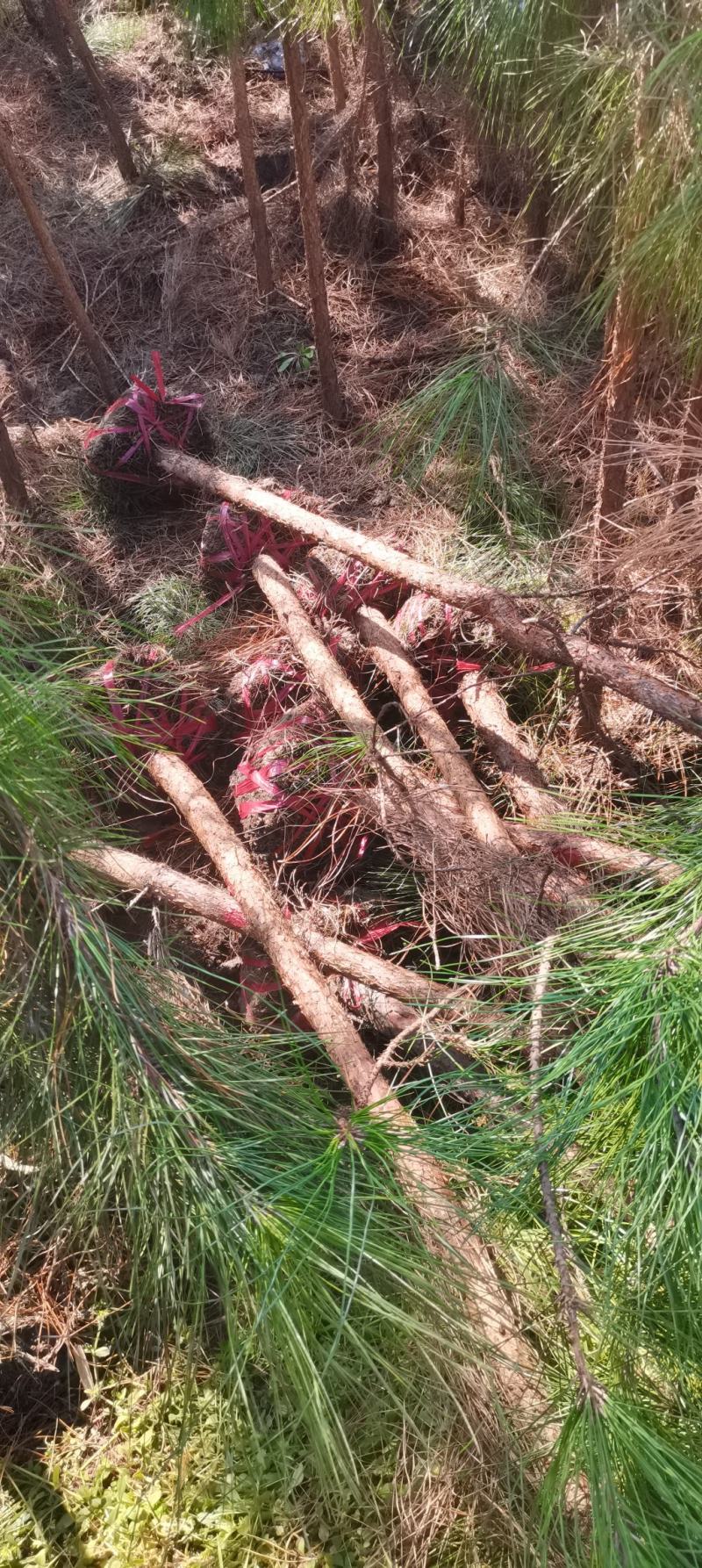 4公分湿地松，田苗，土球质量好，大量供应