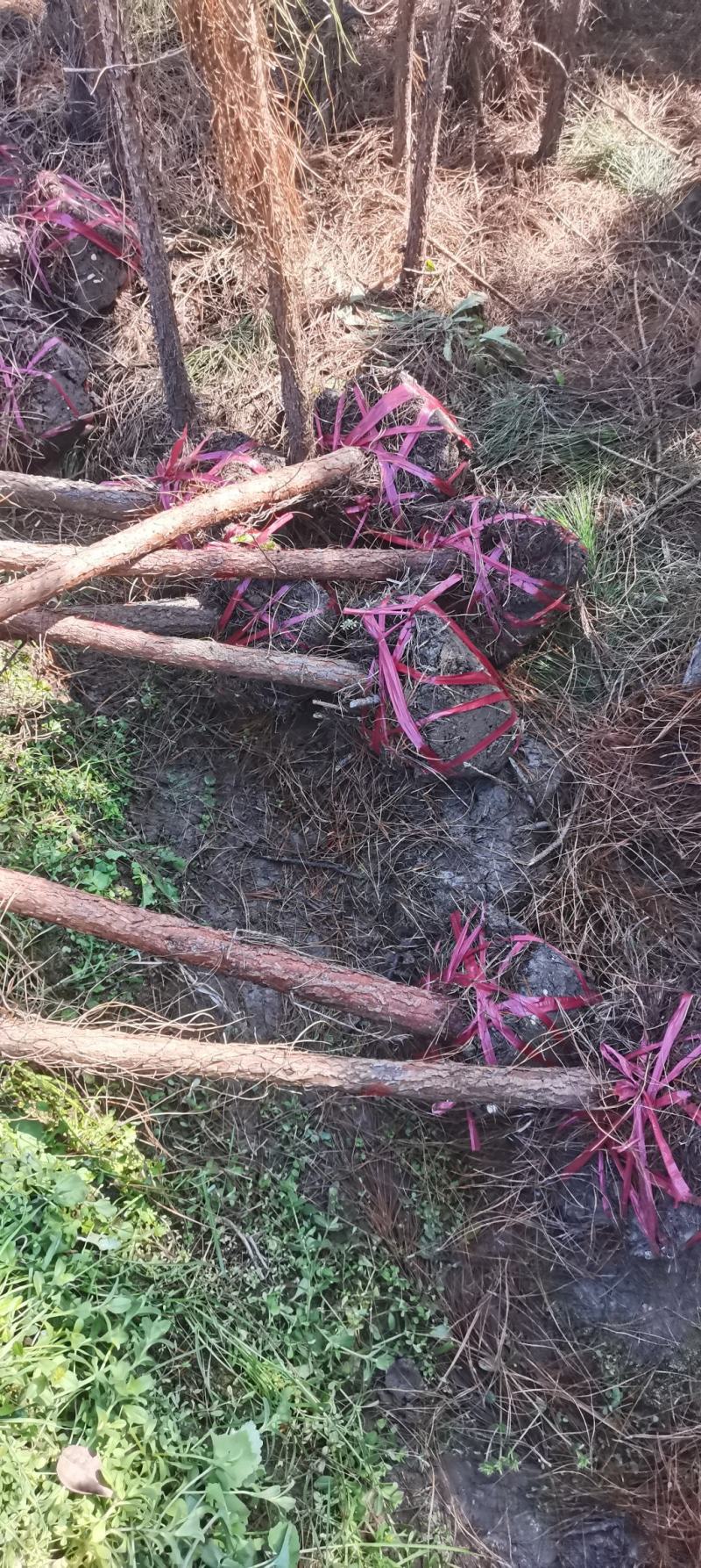 4公分湿地松，田苗，土球质量好，大量供应