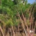 4公分湿地松，田苗，土球质量好，大量供应