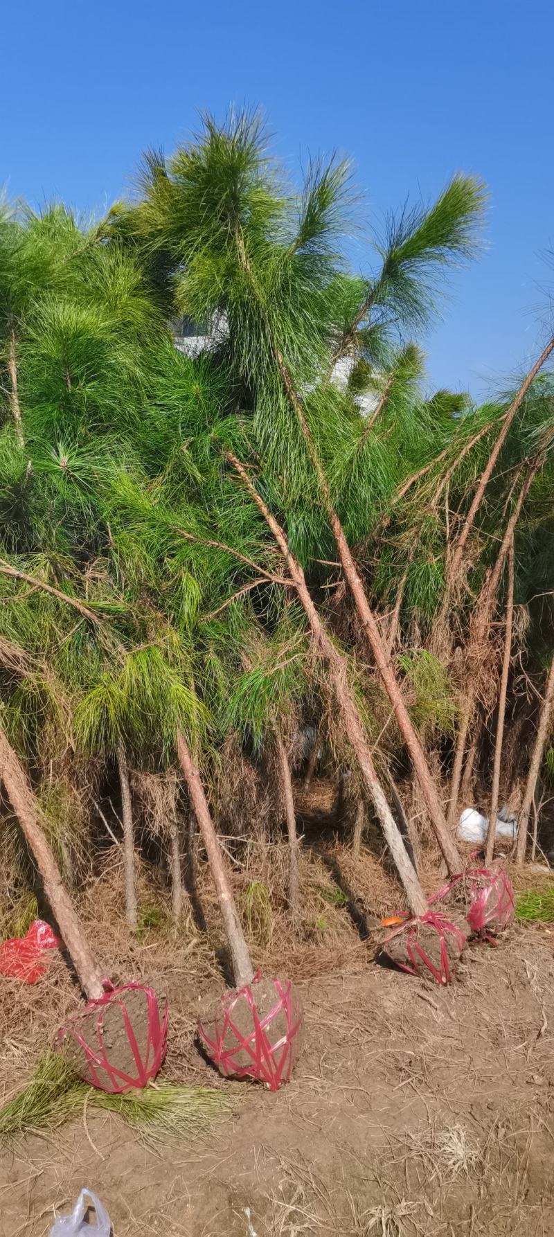 4公分湿地松，田苗，土球质量好，大量供应