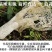 杜鹃古田竹荪新货500g肉厚粗柄本色长裙竹笙竹参