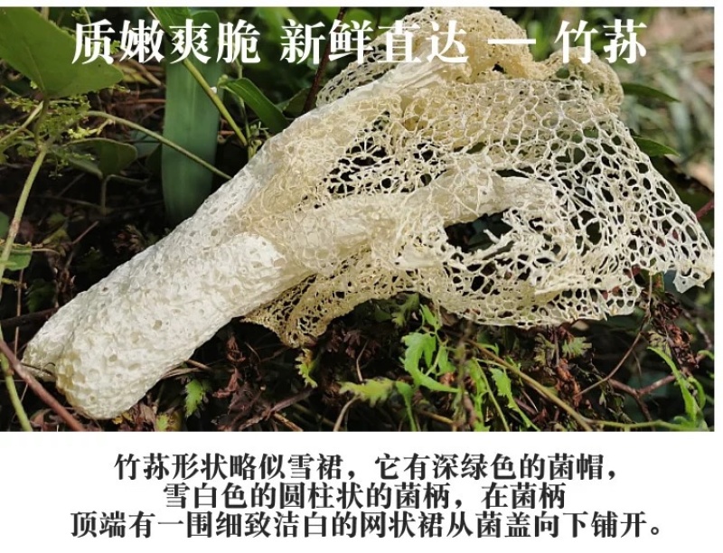 杜鹃古田竹荪新货500g肉厚粗柄本色长裙竹笙竹参