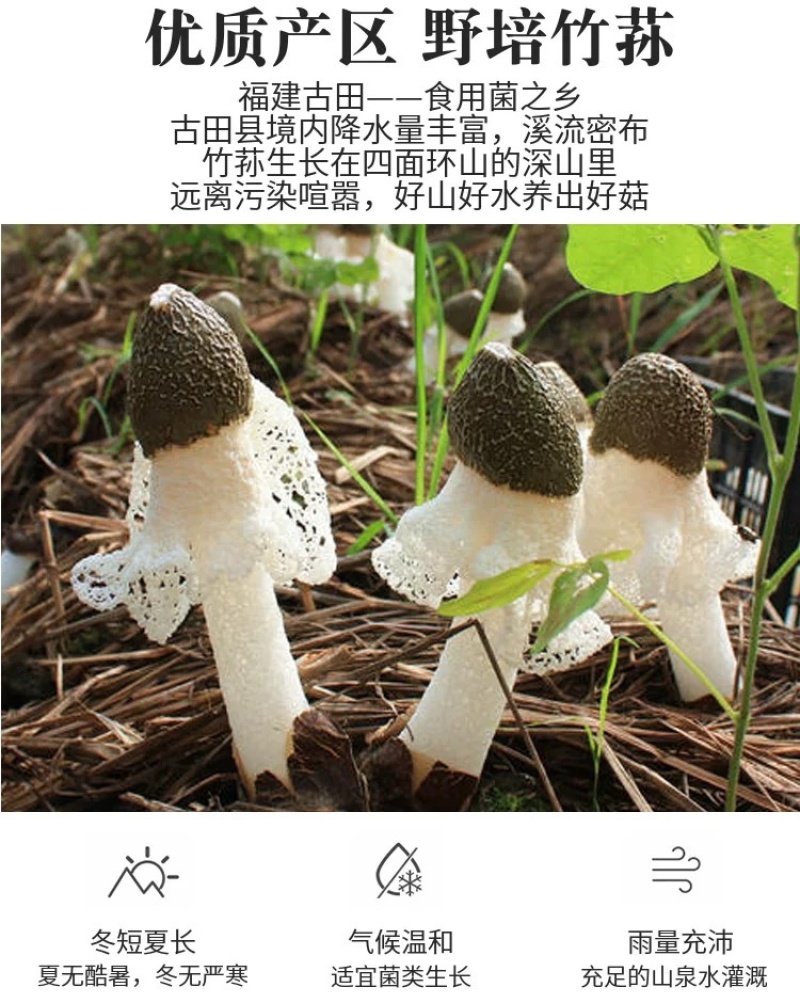 杜鹃古田竹荪新货500g肉厚粗柄本色长裙竹笙竹参