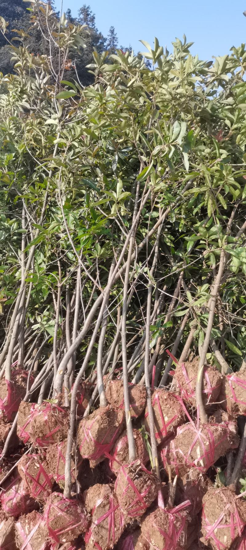 3公分木荷，防火林造林树，大量供应，走量批发