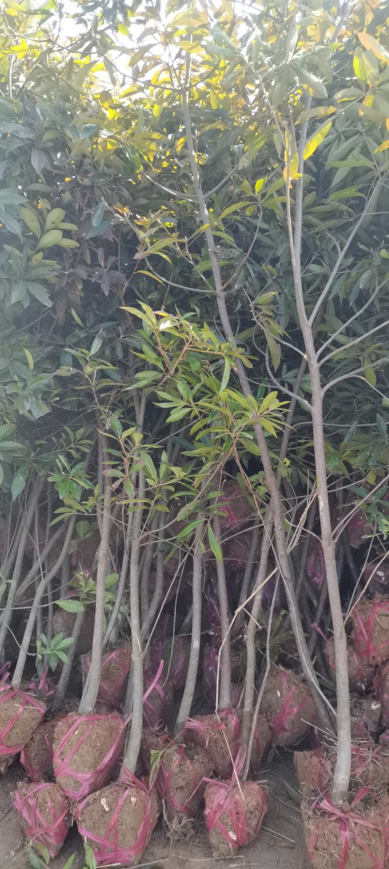 3公分木荷，防火林造林树，大量供应，走量批发