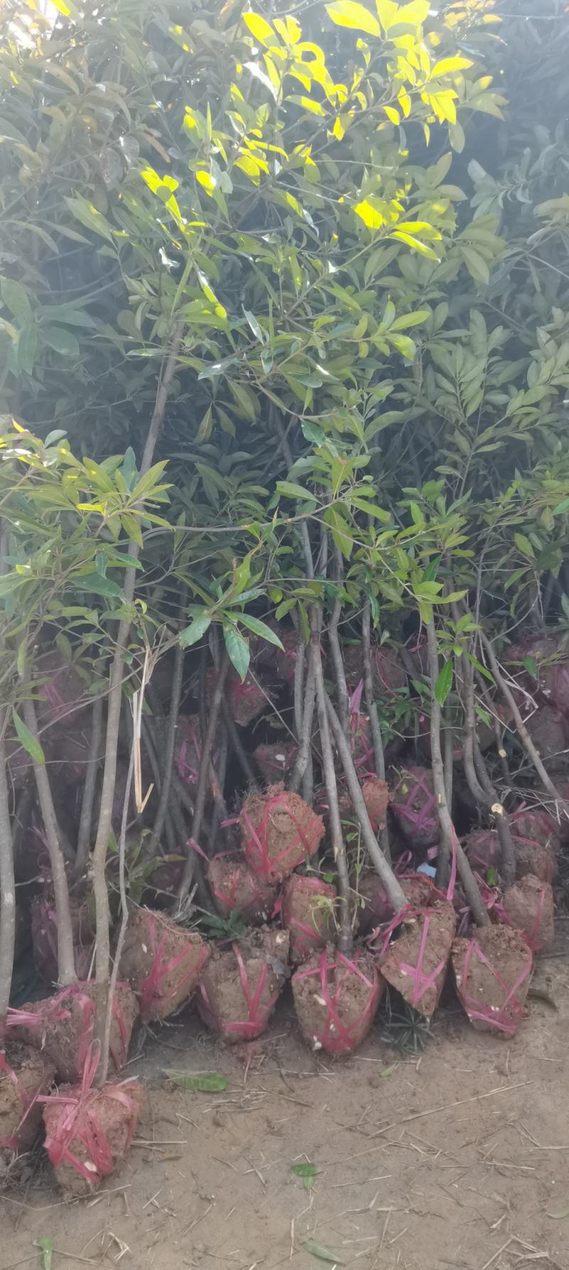 3公分木荷，防火林造林树，大量供应，走量批发