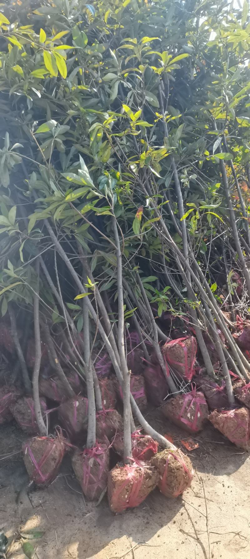 3公分木荷，防火林造林树，大量供应，走量批发