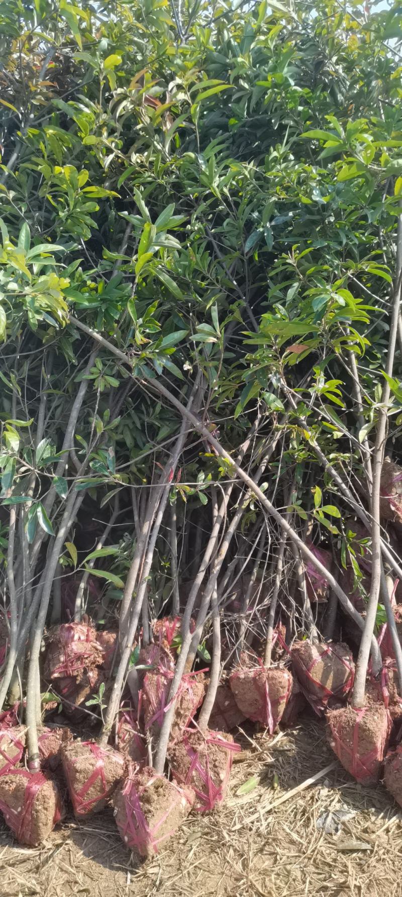 3公分木荷，防火林造林树，大量供应，走量批发
