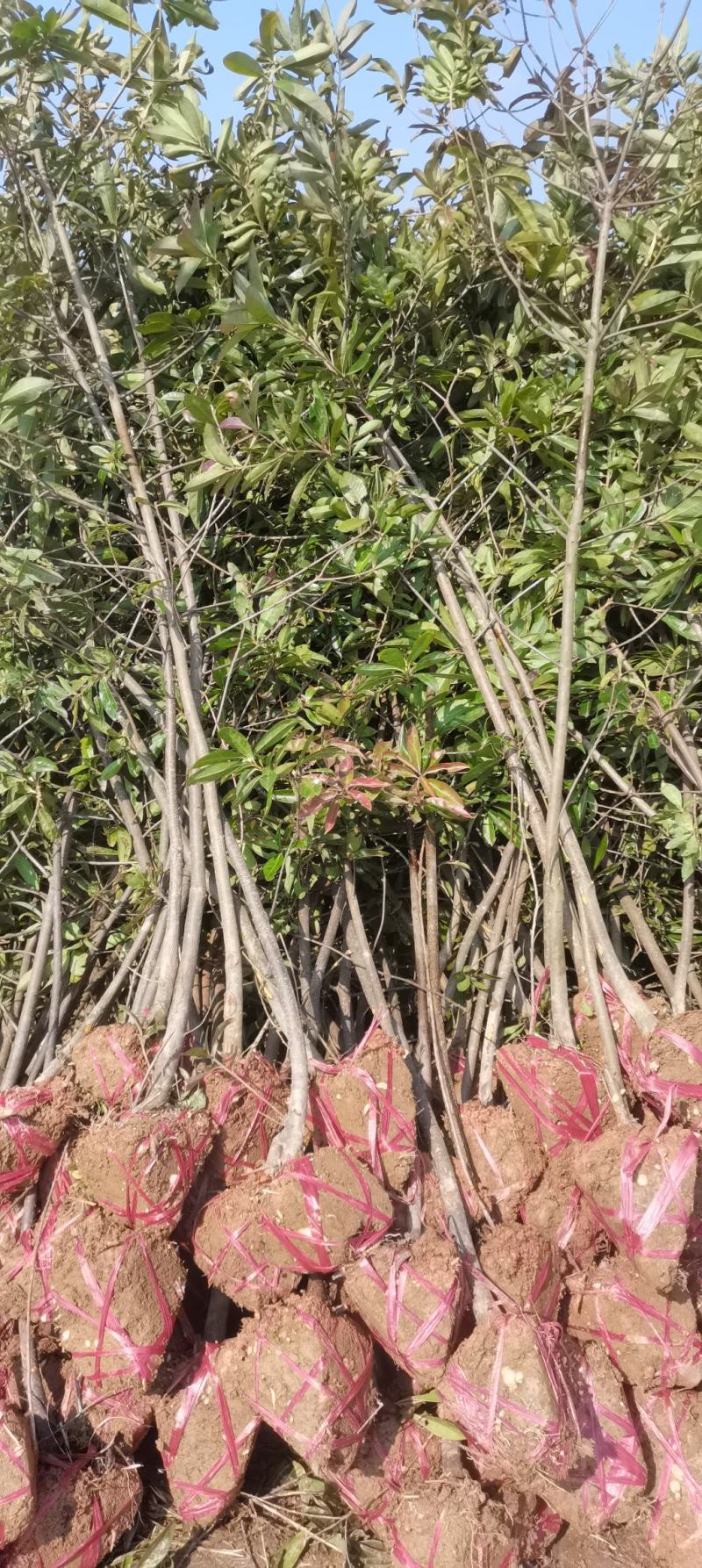 3公分木荷，防火林造林树，大量供应，走量批发
