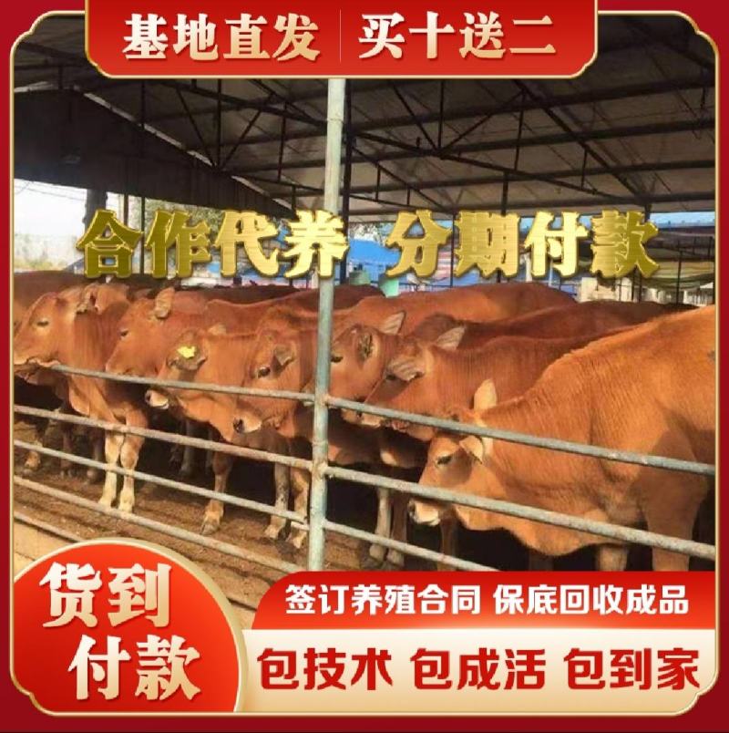 【买10送一】黄牛犊鲁西黄牛犊牛苗支持货到