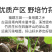 杜鹃古田无裙竹荪新货250g肉厚粗柄本色长裙竹笙竹参