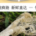 杜鹃古田无裙竹荪新货250g肉厚粗柄本色长裙竹笙竹参