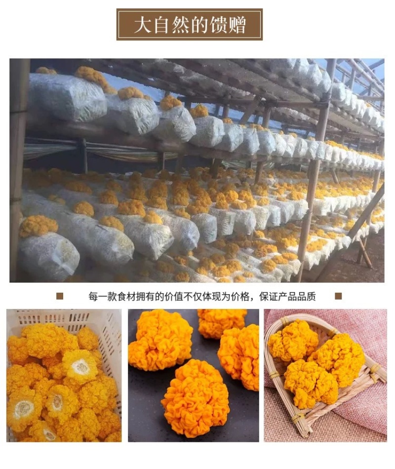 杜鹃云南金耳干货3500g食用菌精选黄金银耳脑耳