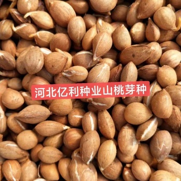 山桃芽种子，现挑现卖新鲜度好，出芽快。