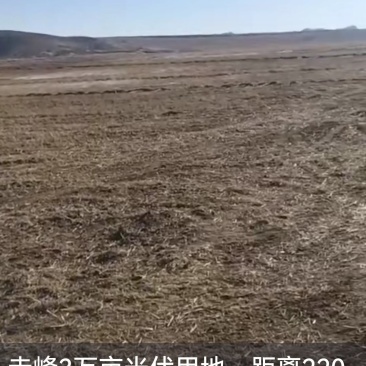 出租草平地7千亩可以种莲藕！