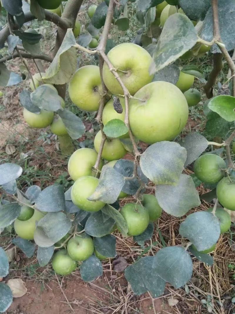 大青枣苹果枣苗，苹果枣苗当年种当年挂果。。。。。。。。