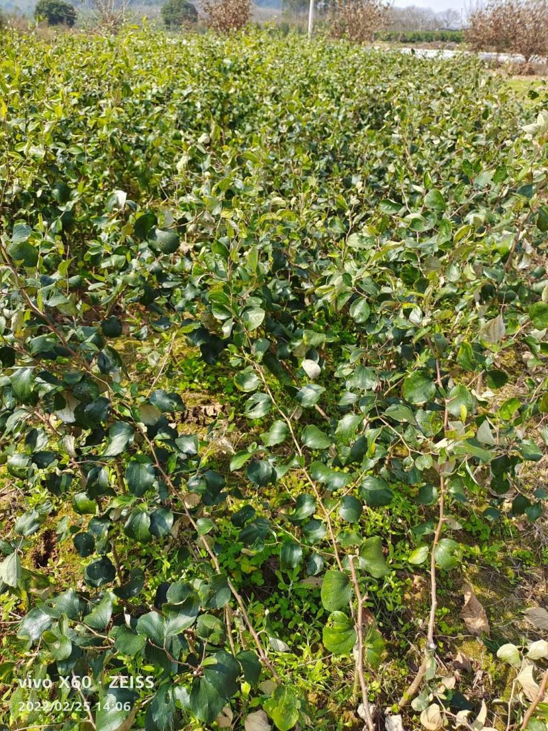 大青枣苹果枣苗，苹果枣苗当年种当年挂果。。。。。。。。