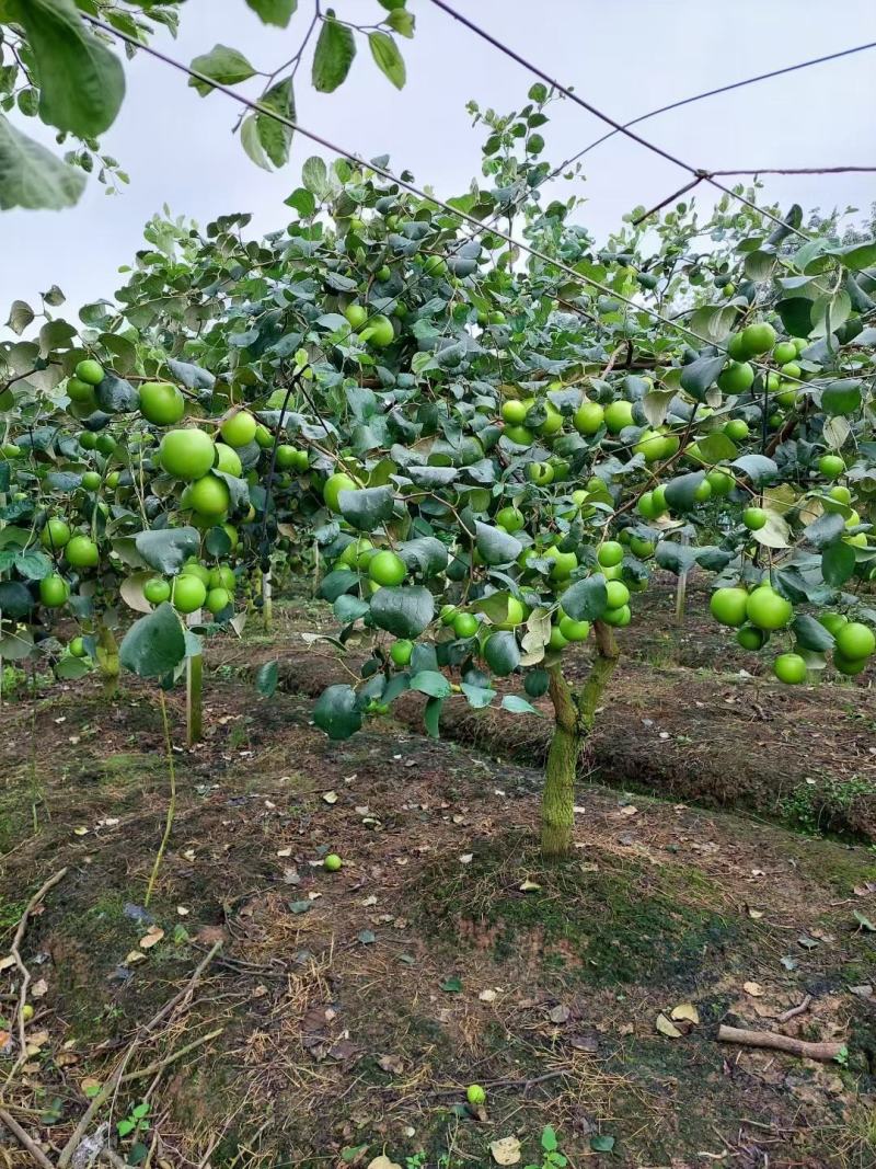 大青枣苹果枣苗，苹果枣苗当年种当年挂果。。。。。。。。
