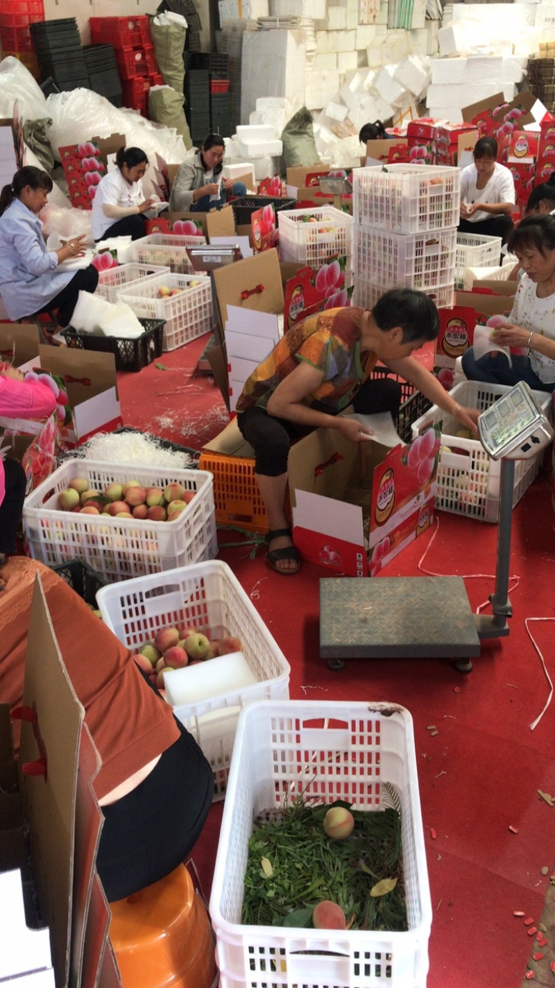 四川暖棚冬桃成都龙泉水蜜桃新鲜现摘批发视频看货好