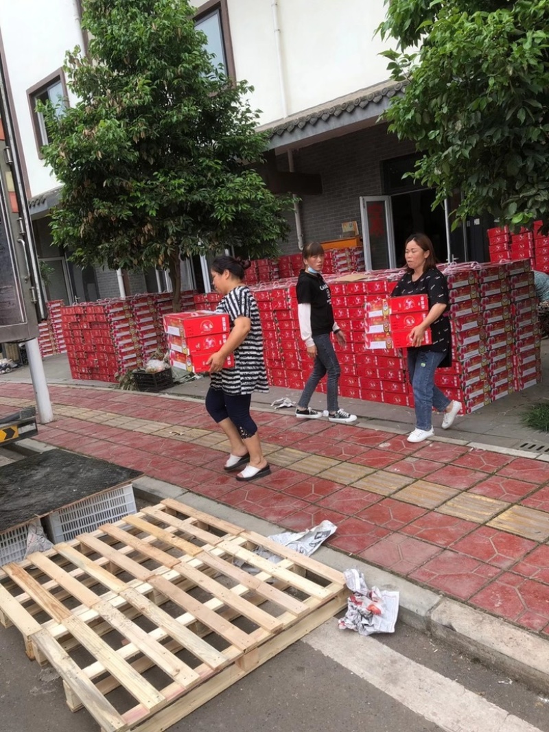 四川暖棚冬桃成都龙泉水蜜桃新鲜现摘批发视频看货好