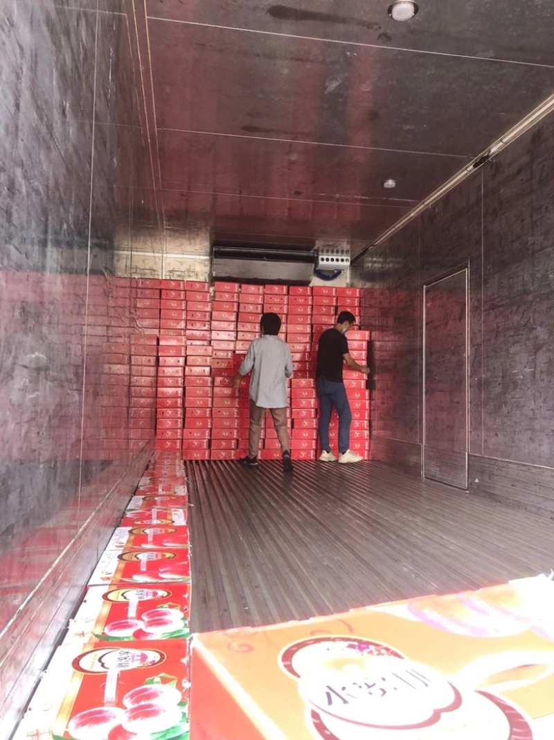 四川暖棚冬桃成都龙泉水蜜桃新鲜现摘批发视频看货好