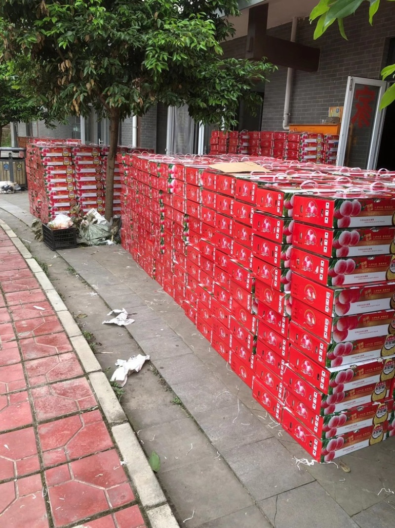 四川暖棚冬桃成都龙泉水蜜桃新鲜现摘批发视频看货好