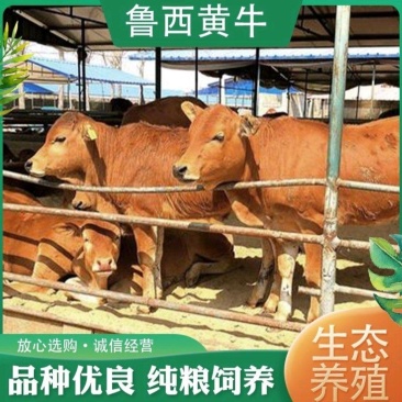 【买10送一】黄牛犊鲁西黄牛犊牛苗支持货到