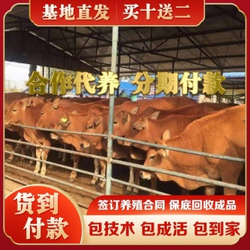 【每头补贴1500】黄牛犊黄牛苗西门塔尔价格便宜