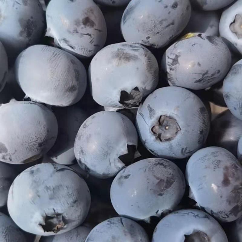 山东蓝莓L25.L11精品蓝莓产地直发品质保证欢迎来电咨