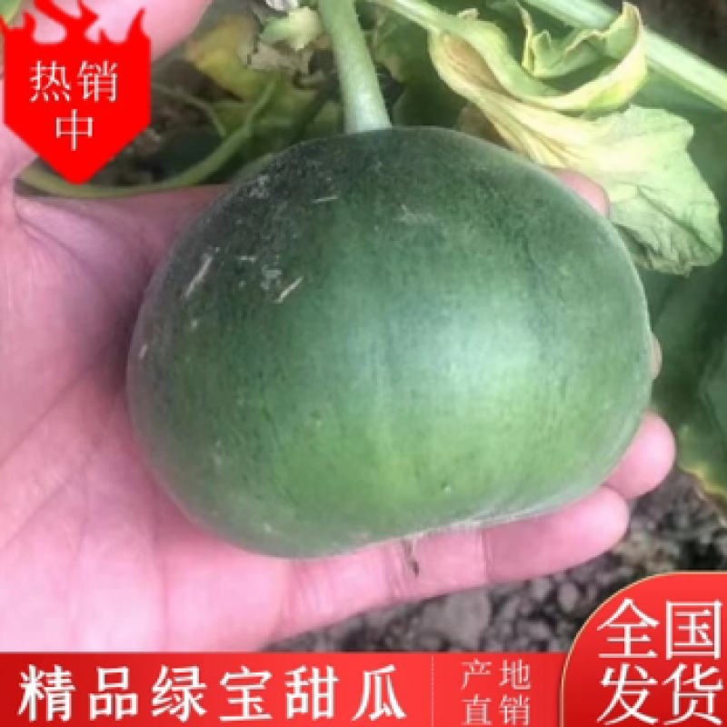 河北唐山乐亭县，绿宝石，甜瓜，大量上市，需要的客商联系