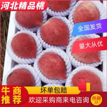 河北唐山乐亭县，春雪桃，大量上市，需要的老板联系