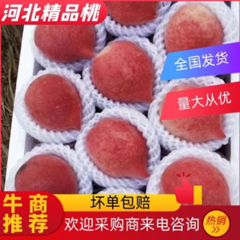 河北唐山乐亭县，春雪桃，大量上市，需要的老板联系