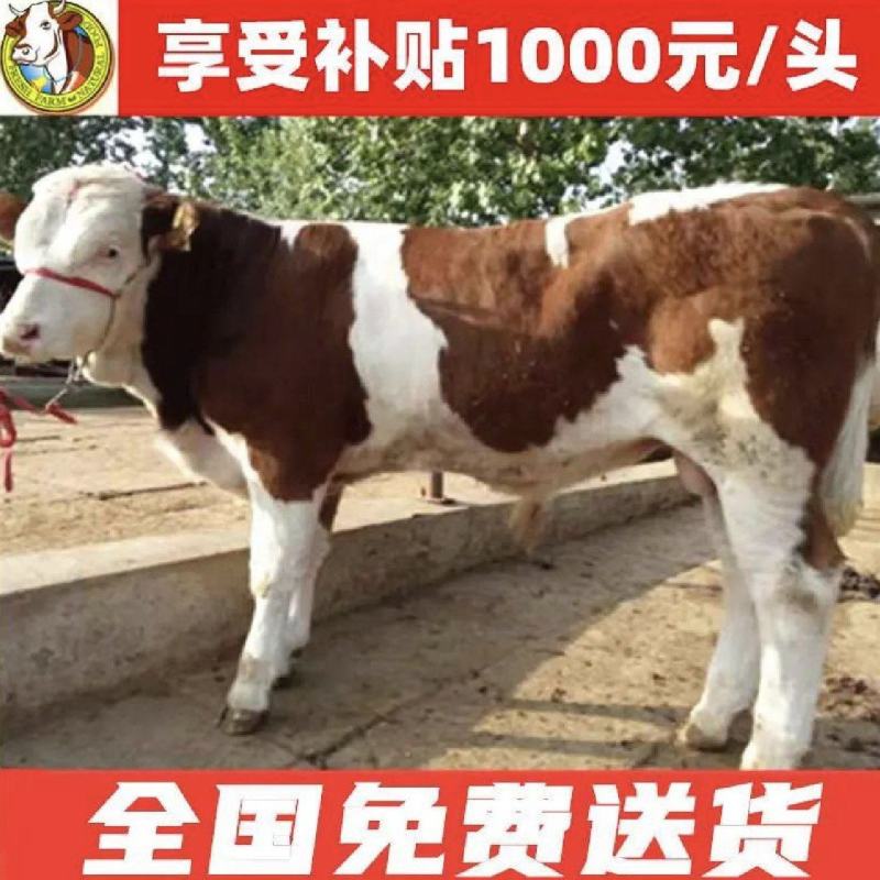 种牛，西门塔尔种牛，买十头送一头，免费送货，货到付款