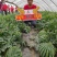 美佳二号西瓜种子抗病抗烈果肉大红瓤含糖高厂家对农假一赔十