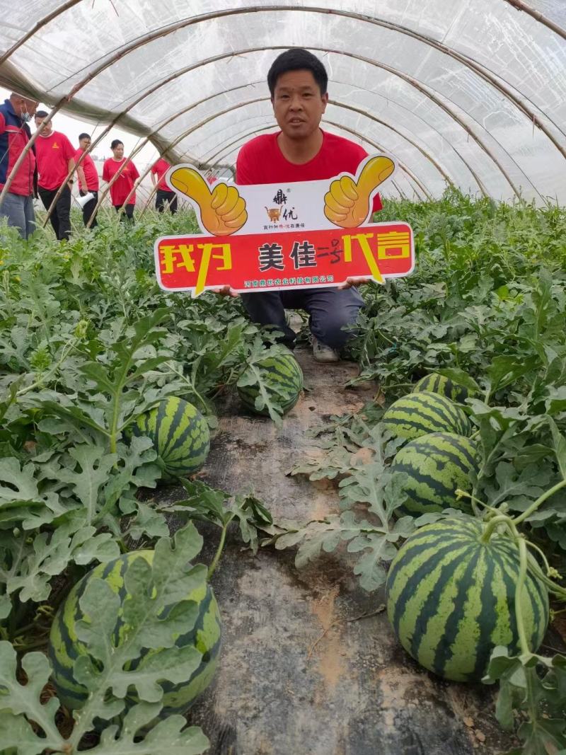 美佳二号西瓜种子抗病抗烈果肉大红瓤含糖高厂家对农假一赔十