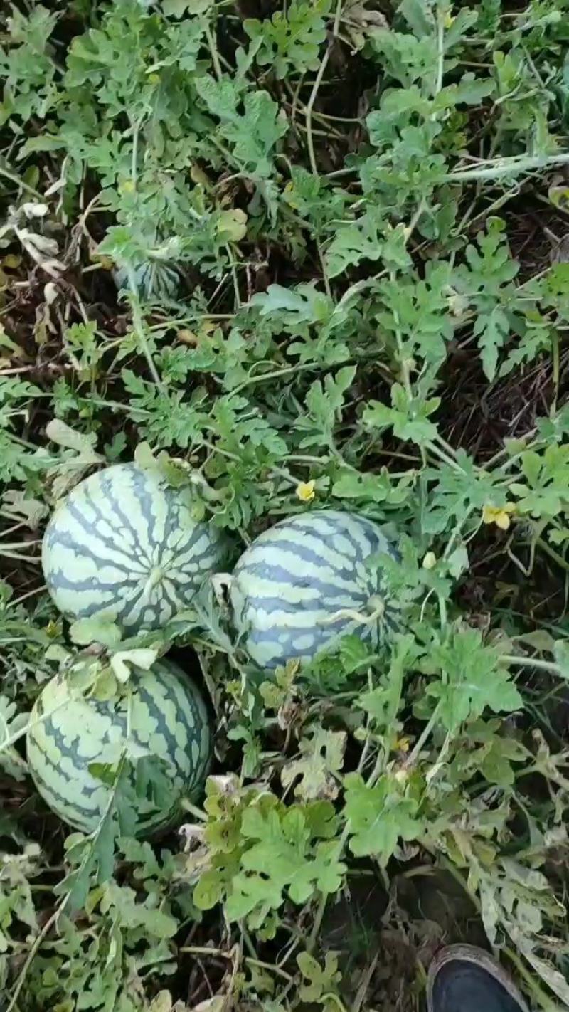 美佳二号西瓜种子抗病抗烈果肉大红瓤含糖高厂家对农假一赔十
