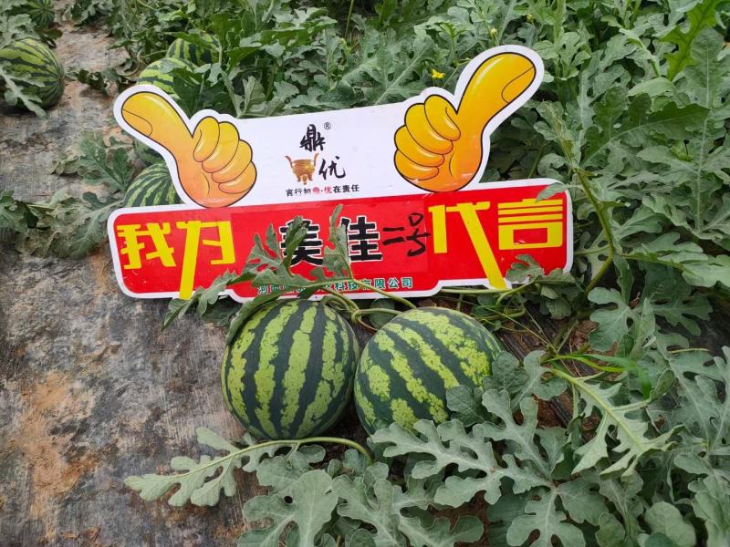 美佳二号西瓜种子抗病抗烈果肉大红瓤含糖高厂家对农假一赔十