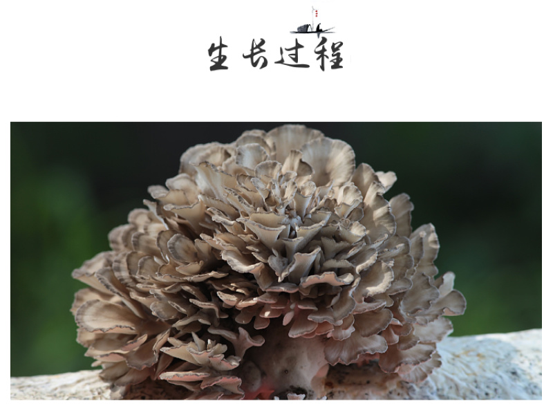 杜鹃灰树花切片干货1kg肉质脆嫩清香优质无碎干巴菌