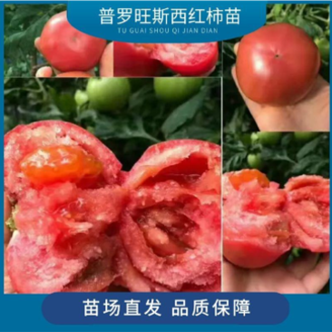 【热销】高抗普罗旺斯草莓西红柿苗，沙瓤口感，成活率高