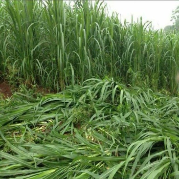 （基地直供）甜象草青储草，蝗虫草，羊草，适口性好产地直供