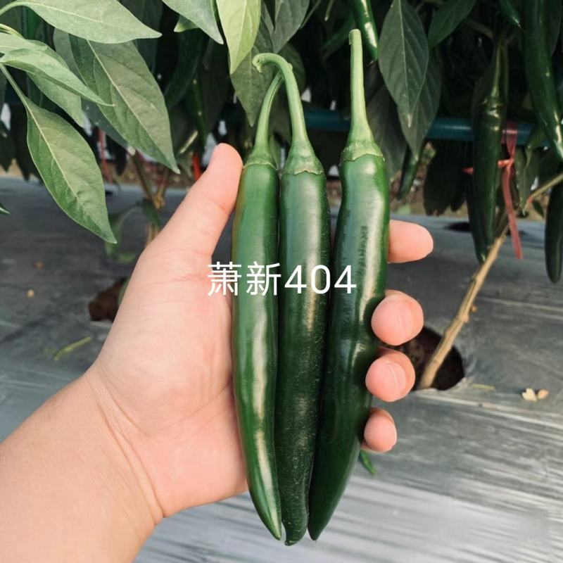 基地专用美人辣萧新404美人椒种子大果型辣味浓香青红椒