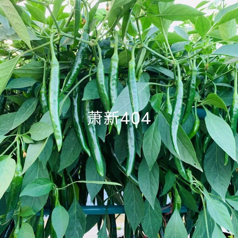 基地专用美人辣萧新404美人椒种子大果型辣味浓香青红椒
