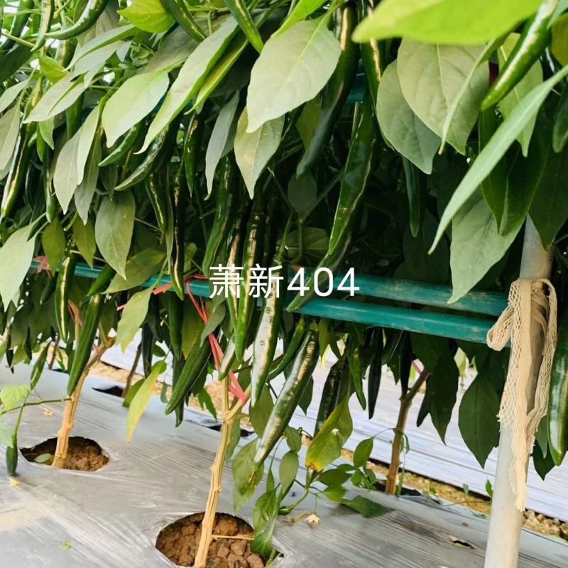 基地专用美人辣萧新404美人椒种子大果型辣味浓香青红椒