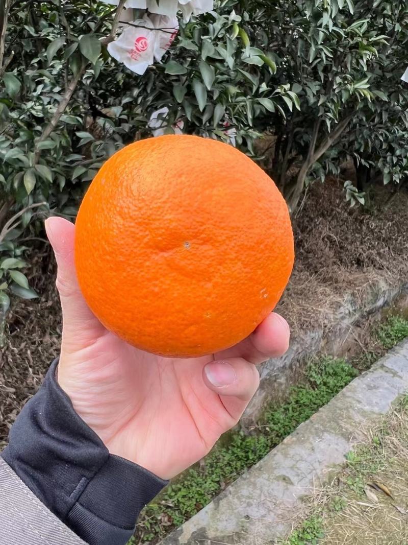 明日见