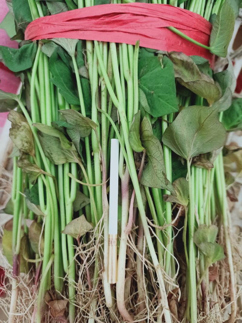 农科授权单位脱毒原种苗济薯26原种苗西瓜红苗烟薯苗龙九苗