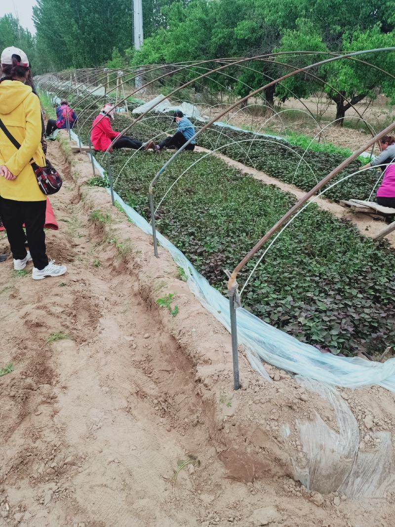 农科授权单位脱毒原种苗济薯26原种苗西瓜红苗烟薯苗龙九苗