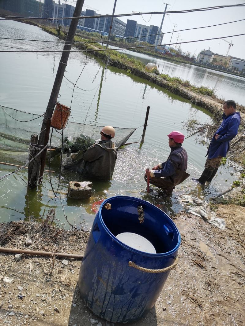 草鱼苗，大规格草鱼苗，场地价格优惠专为老板保驾护航