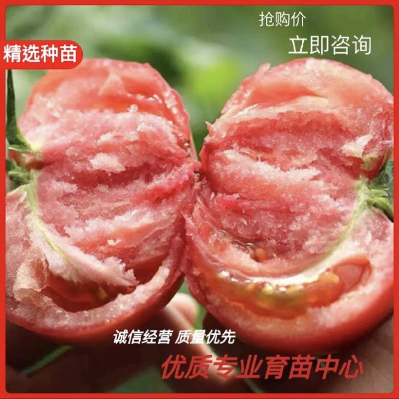 【热销】高抗普罗旺斯草莓西红柿苗，沙瓤口感，成活率高